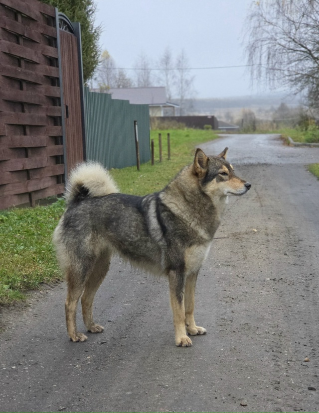 💔 Срочно! Сердце разрывается: Брошенный щенок вырос в ...