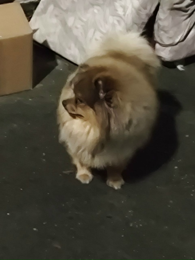 Сегодня вечером найден шпиц, кобель, бегал без сопрово?...