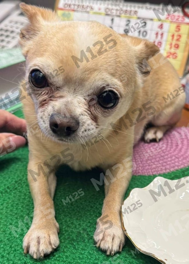 Разрыв сердца: песика с его вещами выкинули на помойку ...