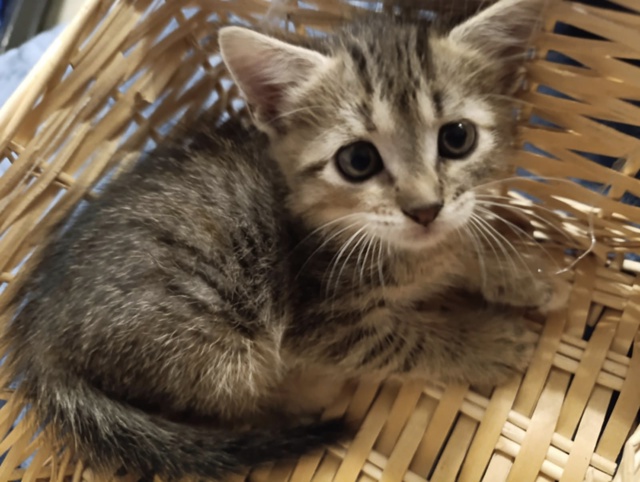 Отдам даром, девочка 7 мес, к лотку приучена
+7 911 001-31-92