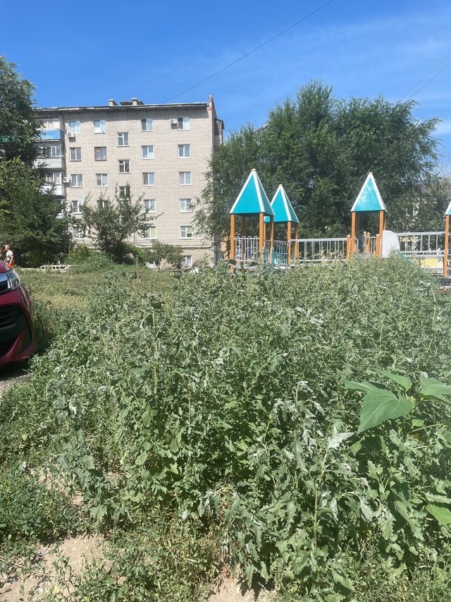 В центре города бурьян не проходимый , выше роста ребён...