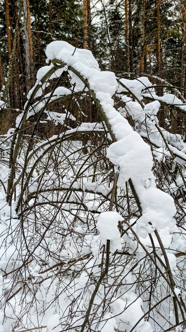 Ηoябpьcкий лec?
Жeлaющиe ужe кaтaютcя нa лыжaх ?