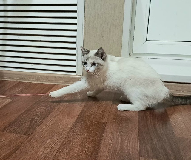 Потерялась кошка. Отзывается на имя Юки, если кто-то зн?...