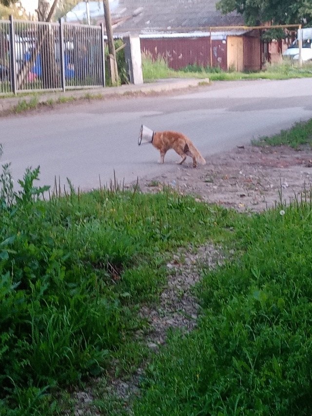 Админ размести пожалуйста 🙏
Чей мейн-кун ходит около 3...