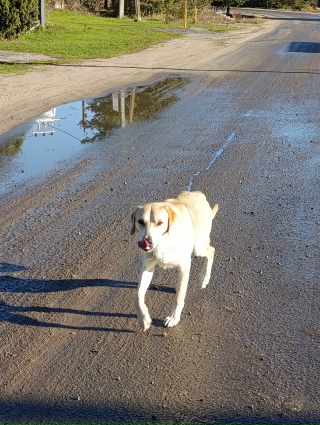 Здравствуйте. В Немятово 2 появилась собака. Бегает уже...