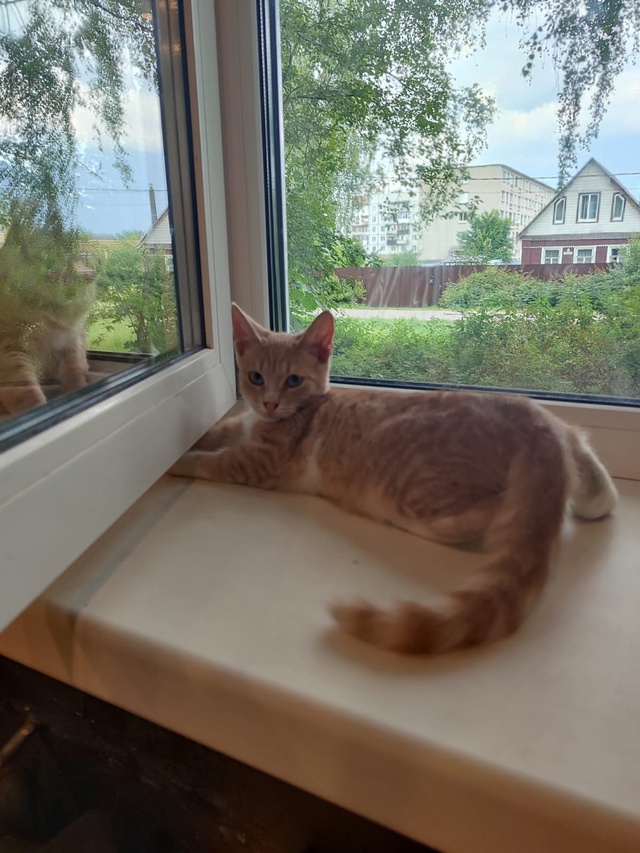 Домашний, ручной котенок, нашли несколько дней назад н?...