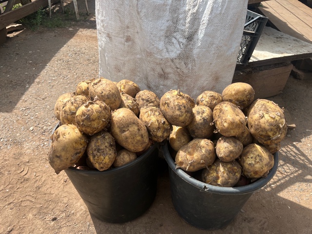 Продается картошка 🥔. Свежий урожай.
1кг-50р
Ведро -500р
М...