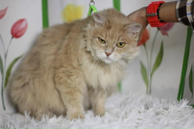 🐾 Кекс ищет дом
Этого котика жизнь уже успела испыта?...