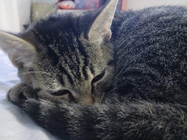 Я ищу очаровательного котенка для своего дома. Если у в...