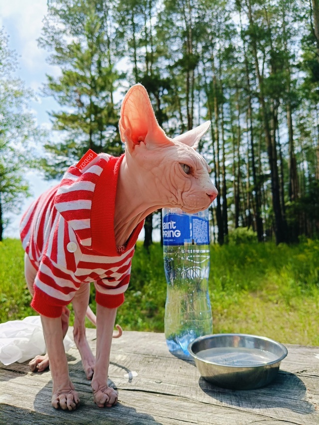 Брюс путешественник. Топнул с хозяевами более 1700км на ?...