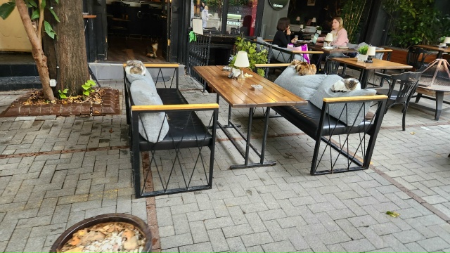 Котики Стамбула