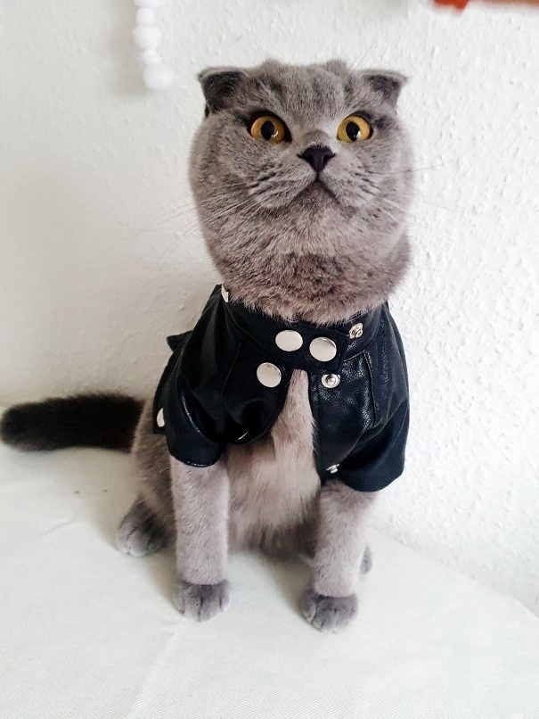 Koсуха, в которой ваш кот будет выглядеть как звезда рок...