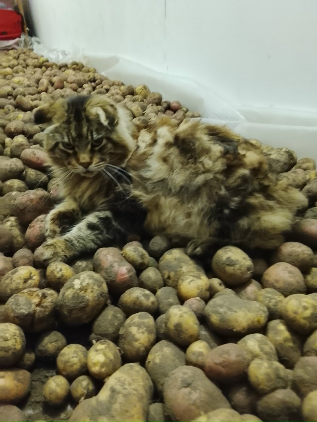 Котофель ??
Подобрыш мейнкун Лёва (живёт с нами год, ...