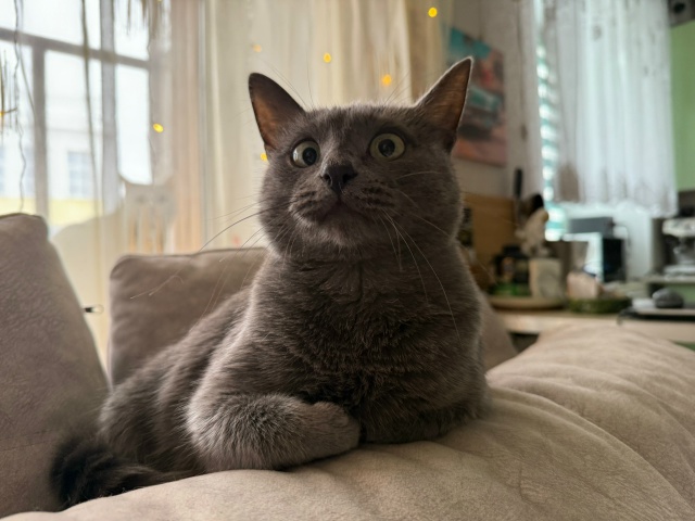 Когда сотворил бляццццтво и окосел (осторожно, на фото ...