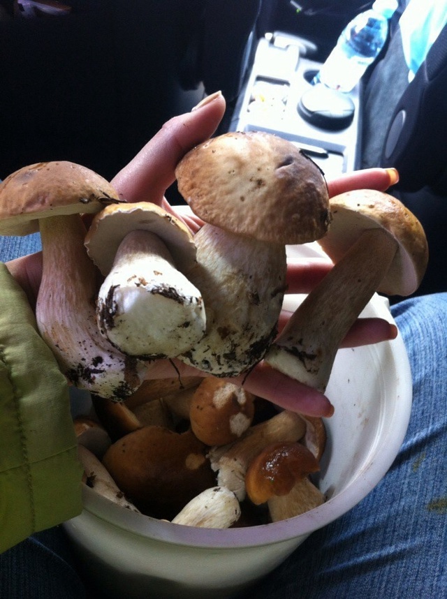 Мой небольшой, но красивый и чисто из белых улов! 😊🍄???...
