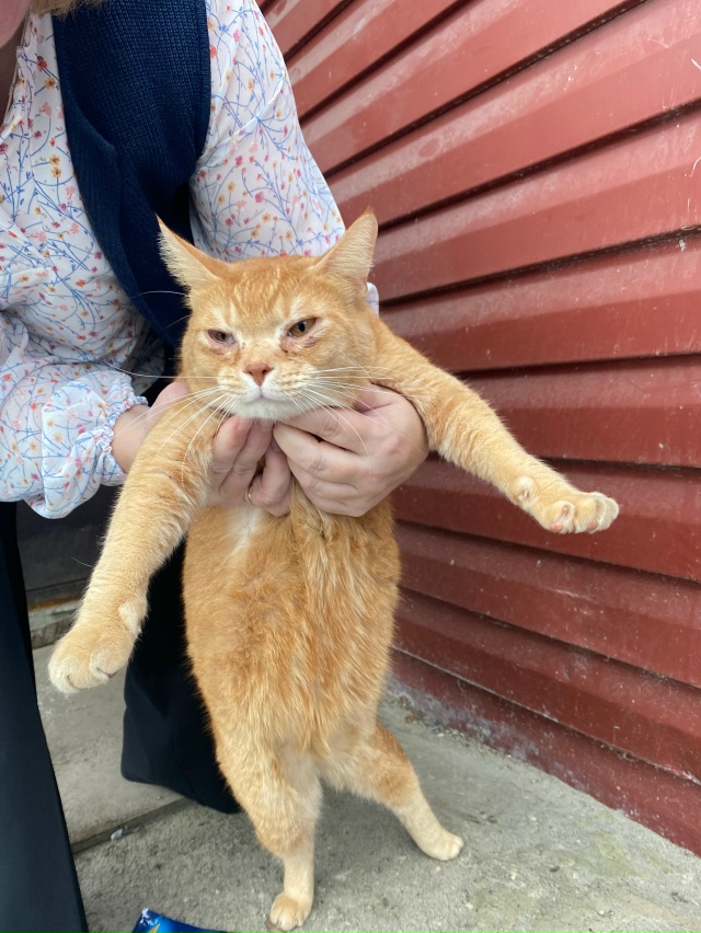 Чей котейка? Упитанный, ухоженный.