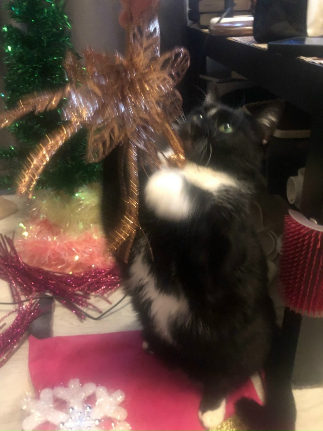 Коко Шанель: - Мяу!! Не позволю Елку убирать!!!😹