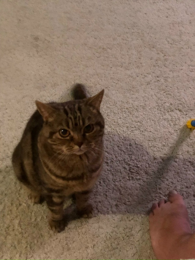 Пропала кошка в районе Никитского монастыря, отзывает?...