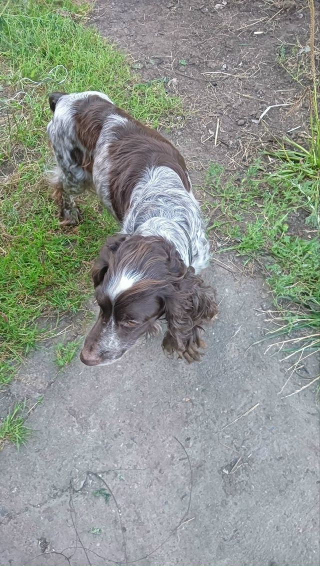 Отдам собаку в добрые руки, девочка очень добрая, дома ?...