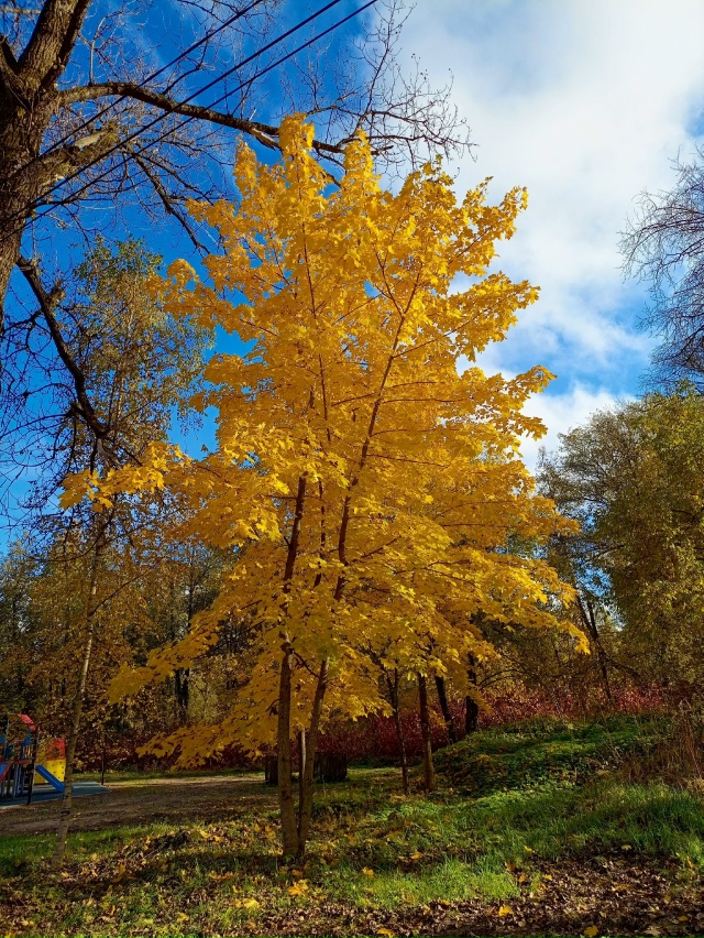 Золотая осень в парке ОЦБК в объективе [id139179875|Аля Емел?...