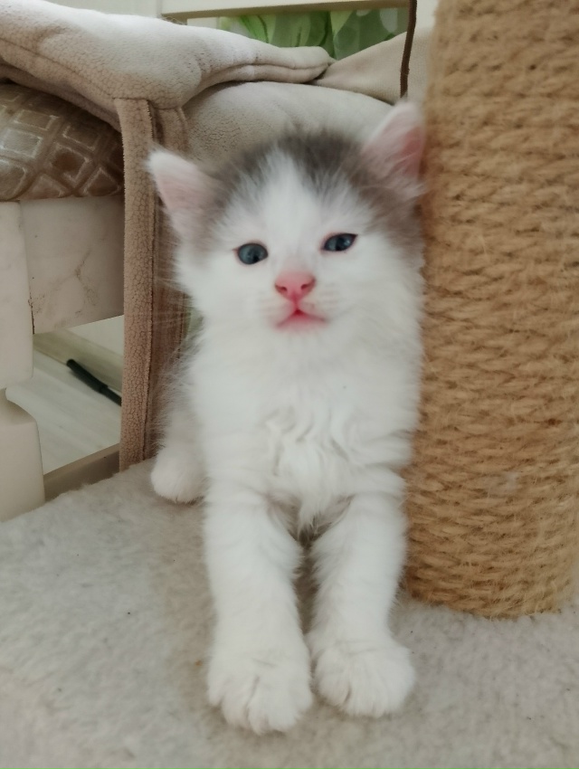 Срочно отдадим котят в хорошие руки, ласковые, игривые,...