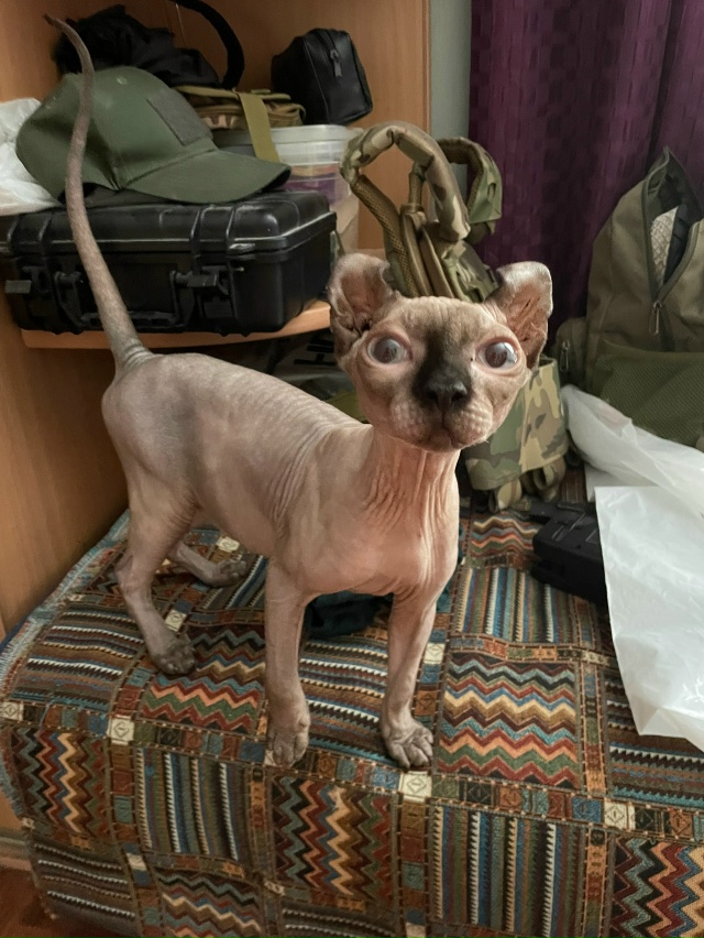 Всем привет! Это Титус, Тит, титька и окорочок. Мы ещё не...