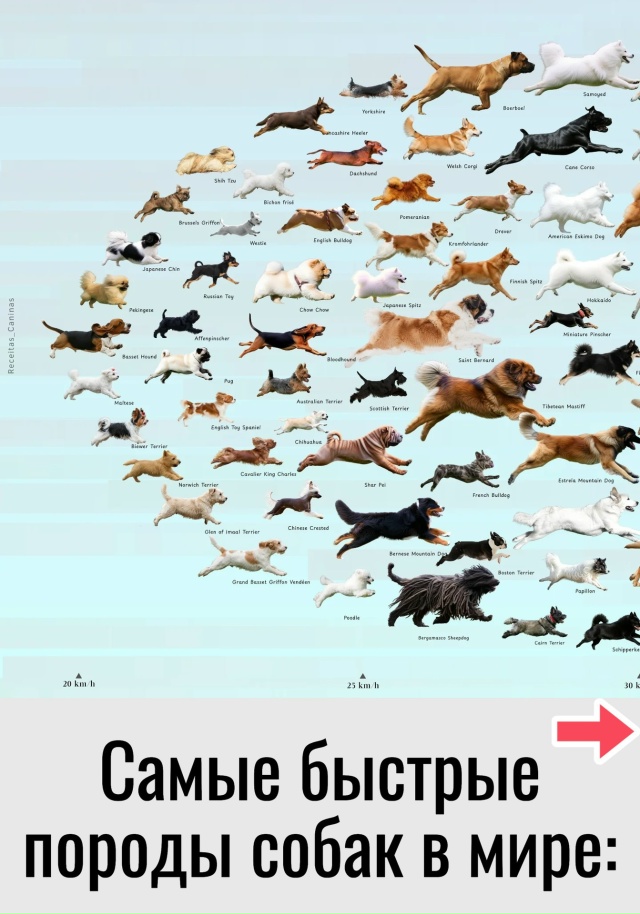 А какая порода у вас