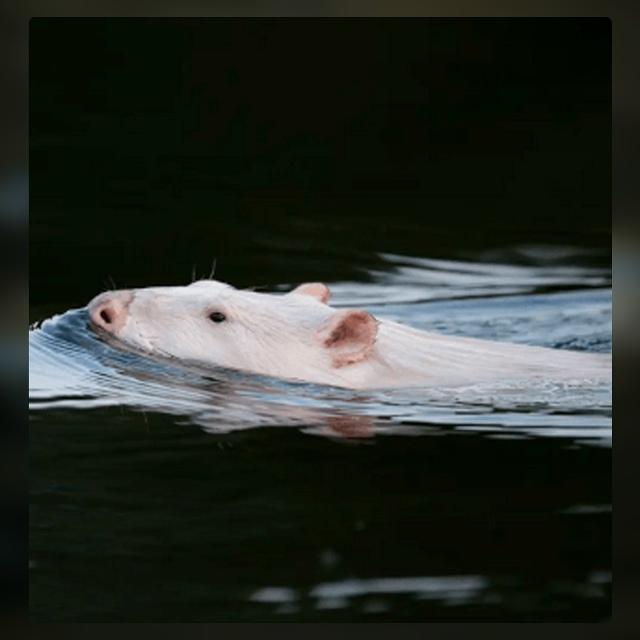 Безумные приколы
Иногда отправляешься за рыбой, а 