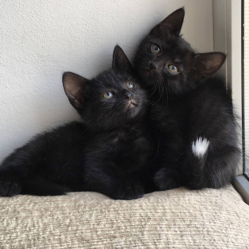 🐈‍⬛ Чёрных кошек массово отлавливают на улицах и берут из приютов в преддверии Хэллоуина для оккульт