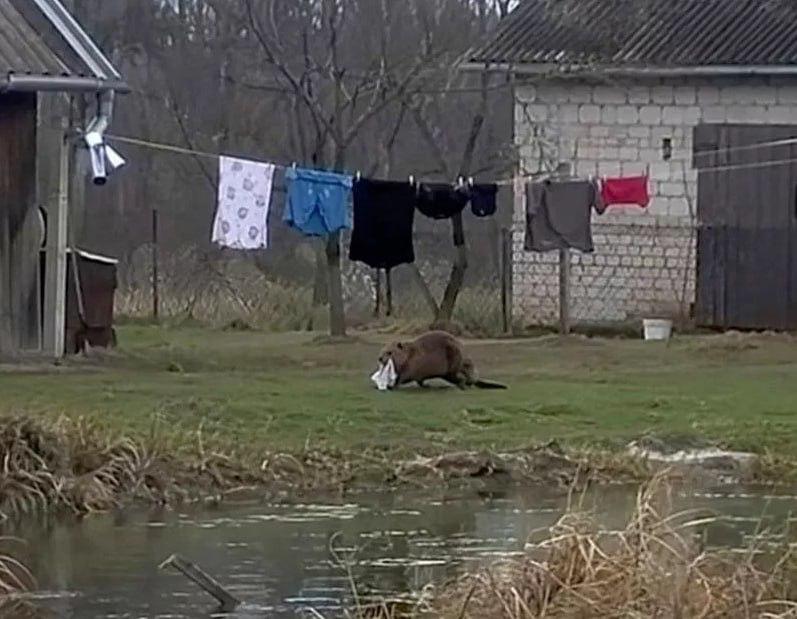 Бобр украл у поляка трусы.
По словам мужчины, он долго не мог понять, почему вещи пропадают, пока н