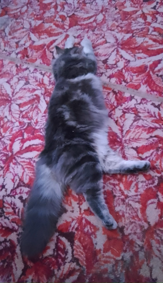 Пришла.Устала.Упала.
Кошка Филя, после ловли мышей.😸
