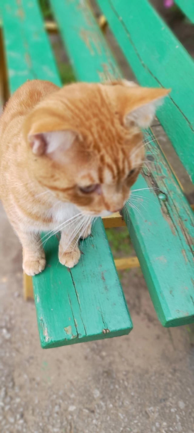 У нас в МЖк появился опять новый рыжий кот . Уже неделю ?...