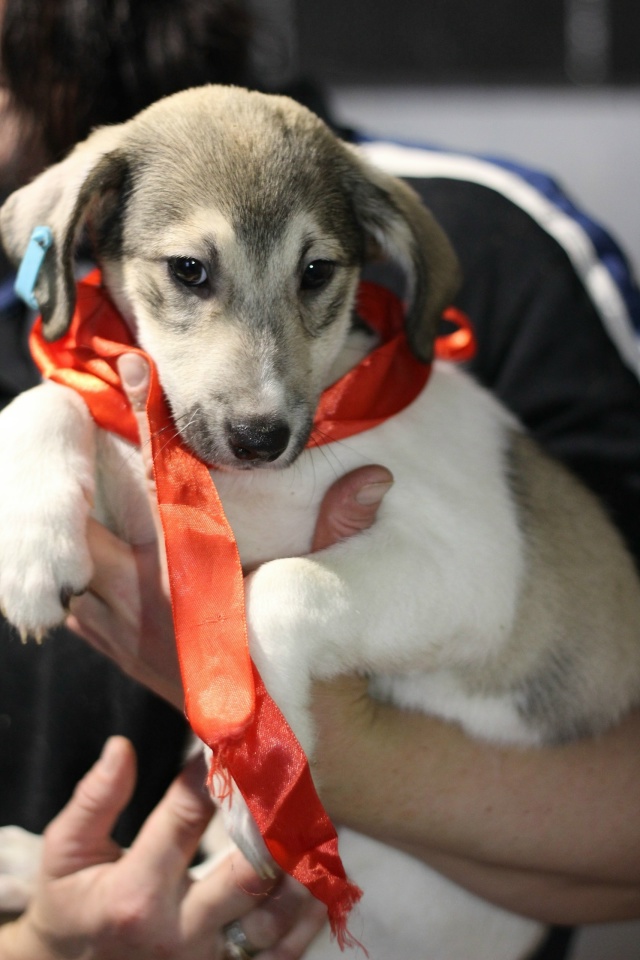 Вот такие звёздочки четверолапые Две сестрички Герда ...