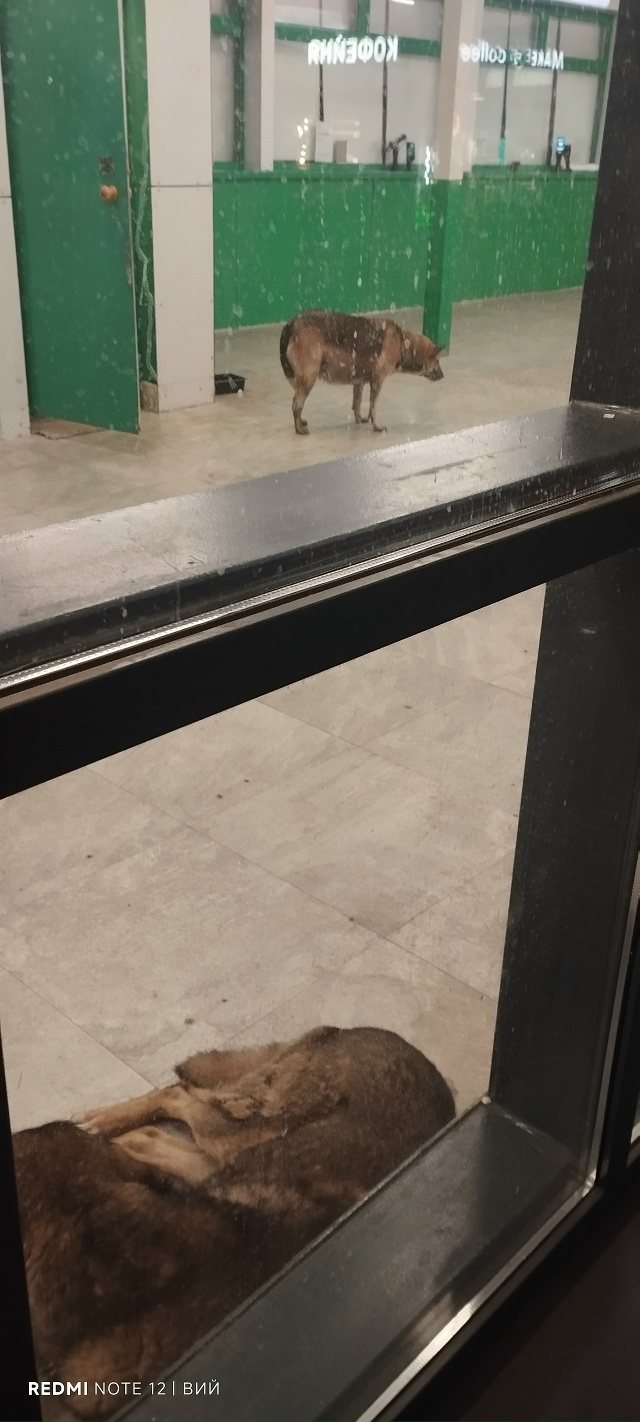 Когда? Когда закончится история с бродячими собаками н...