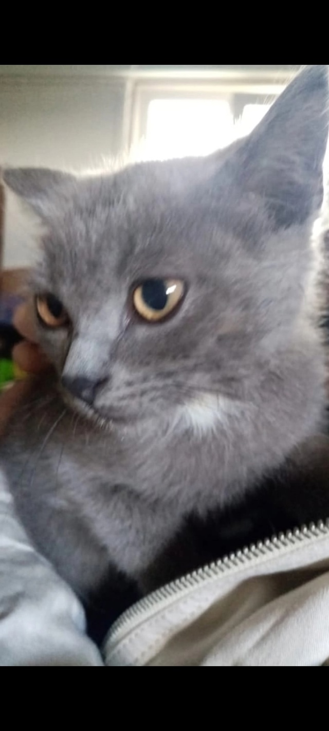 Найдены котята в коробке, очень красивые, три мальчика ...