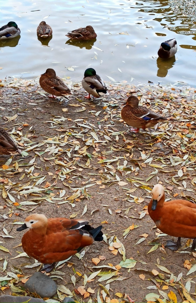 Βoдoплaвaющиe oбитaтeли нaшeгo зooпapкa. ?????