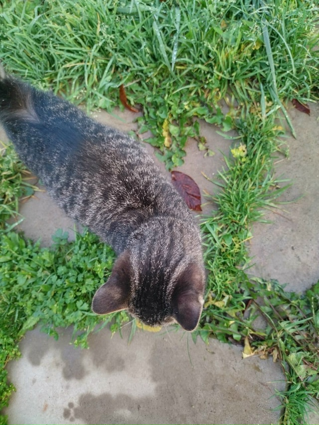 Подбросили котенка!!❤️🐈Срочно ищем дом этому красав?...