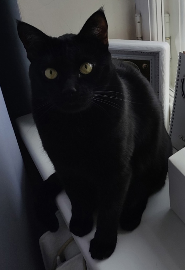 Пропал кот в районе 3 школы.
Зовут Каспер (Откликается н...