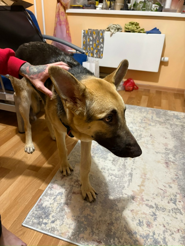 Добрый день. Нашелся пес, в районе микрорайона Дружный....