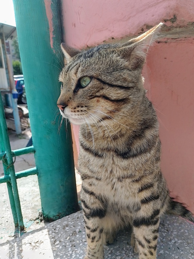 Красивейший кот, в крови которого явно есть бенгалы и, ?...