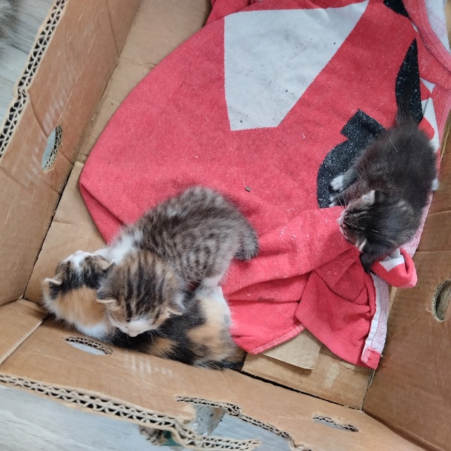 Помогите пристроить кошку и трёх котят.Кошка бездомна?...