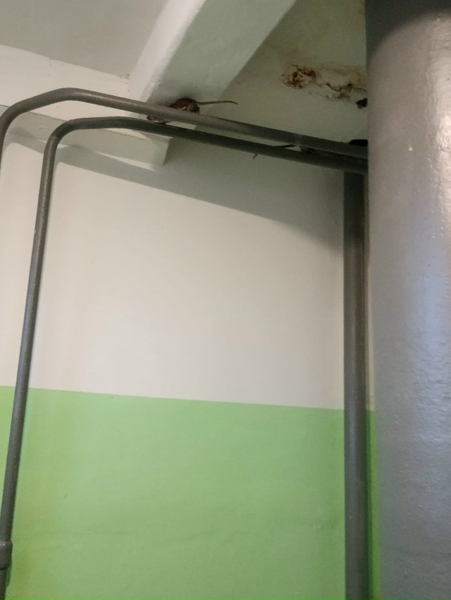 Крыс становится всё больше. Волховский проспект 55 под?...