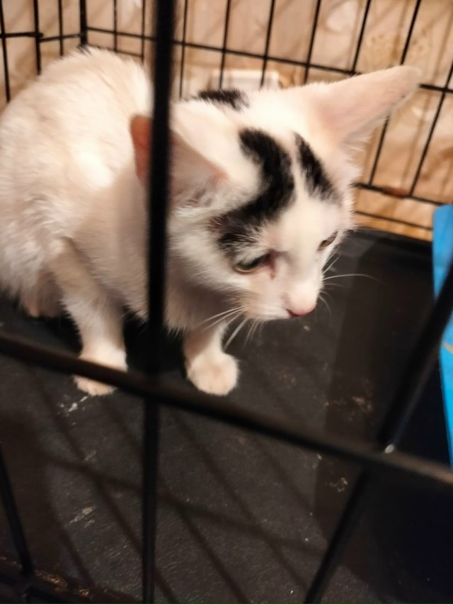 Лен., обл., г.Кировск
Малыш Беляш ищет дом, был найден в п...