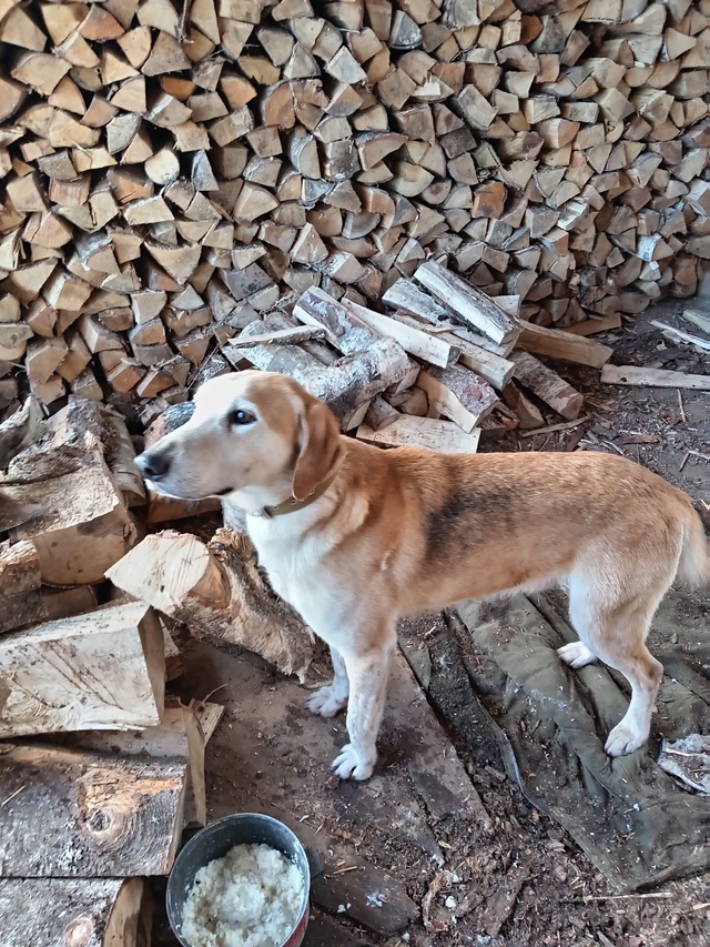 ❗🐶Потерялся кобель в р-не п. Плоскошь, собак контактн?...