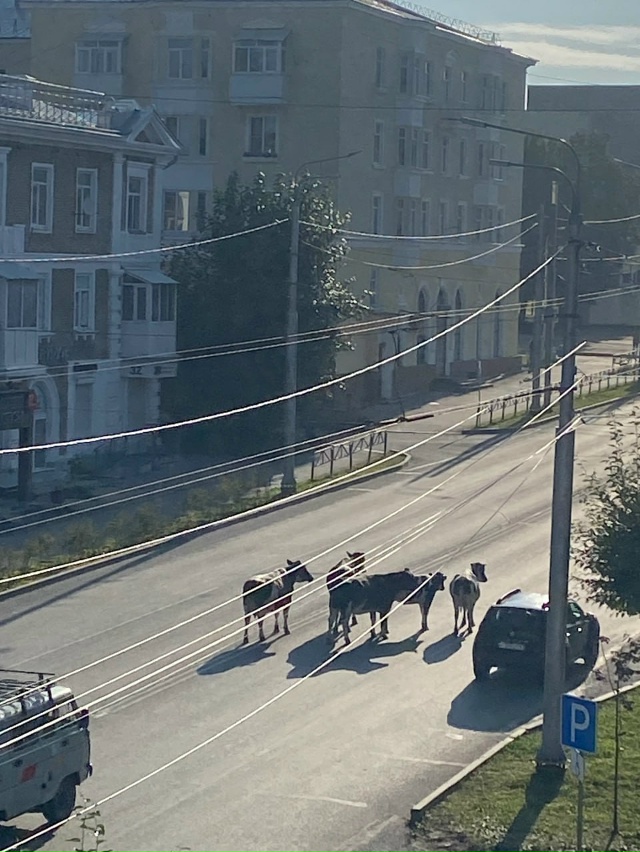 🐄 В Березниках стадо коров устроило осенний променад ...