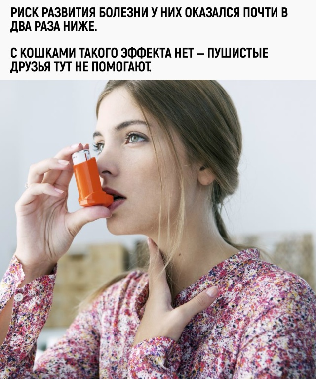 Получается, собака — это не только охранник и друг, но ?...