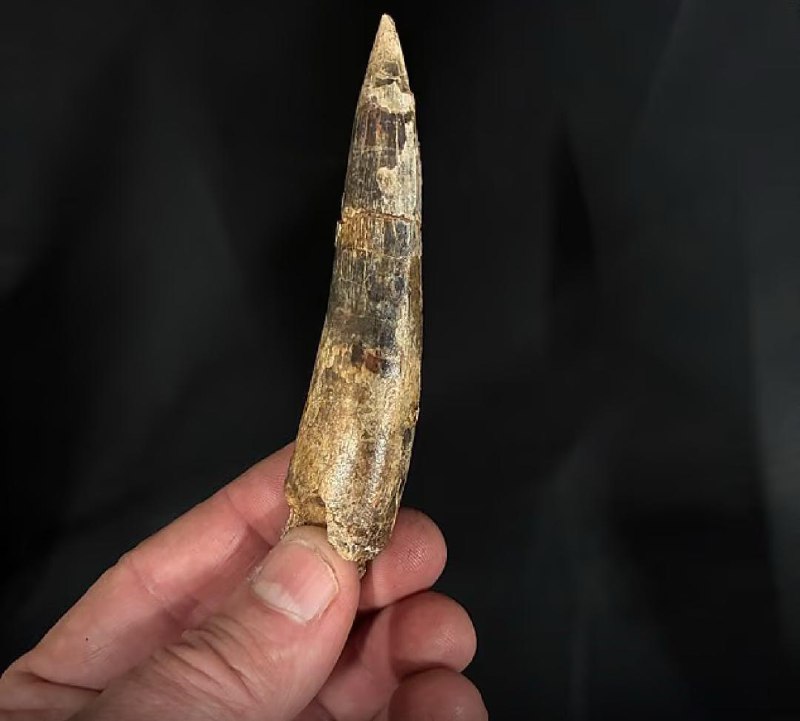 В Сахаре нашли прародителя дракона возрастом 95 миллионов лет.
Палеонтологи из Чикагского университ