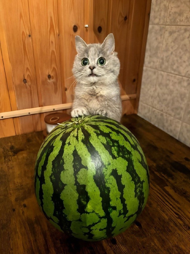 То, что вам сейчас просто необходимо увидеть — кот и ар...