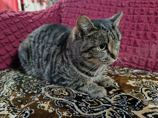 Пропал годовалый котик.
Откликается на кличку Тима.
Ч?...