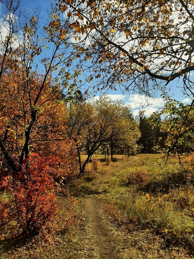 ??Улыбка осени. Успеваем наслаждаться! Лесопарк в че...
